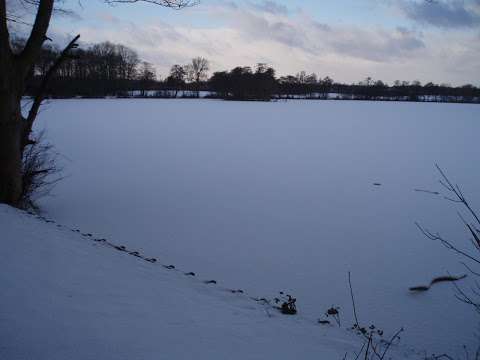 Willesley Lake Carp and Course Fishery photo